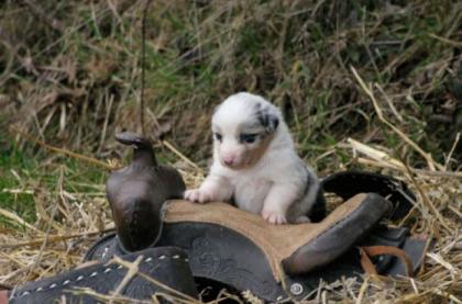 Australian Shepherd Welpen Abgabe April m. ASCA P.