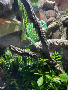 Terrarium und Varanus prasinus männchen