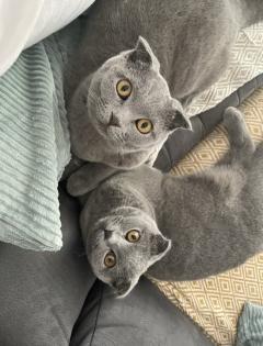 Junge Scottish Fold Katzen mit Stammbaum suchen neues Zuhause