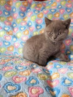 BKH Kitten