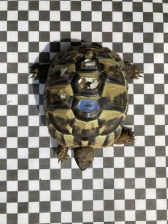 3 Griechische Landschildkröten NZ 2022