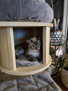 Bengal Kater