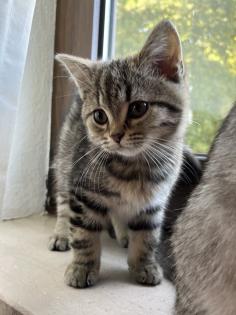British Shorthair Bengal Mix