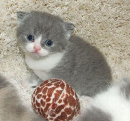 BKH KItten in tollen Farben - blue-white, lilac-white, blue tortie white