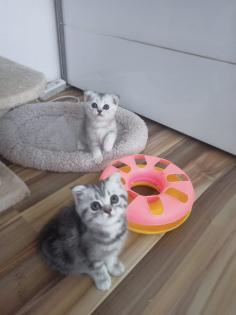 Wunderschöne Rasse Kätzchen suchen dich