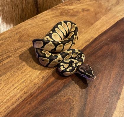 Königspython, Jungtiere, Ballpython