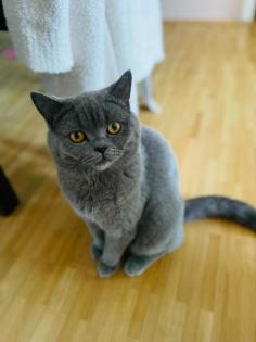 BKH mix kitten
