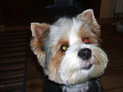 Hundesalon - Schwedt