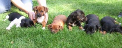 Süße Jack-Russel Welpen suchen ein gutes zu Hause