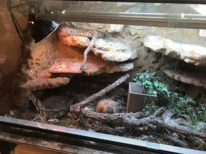 Kornnatter inclusive Terrarium