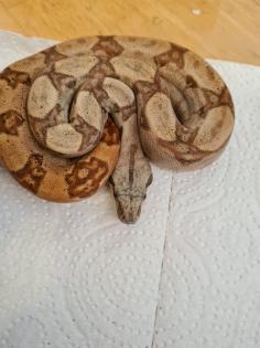 Boa constrictor imperator