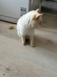Heilige Birma Kater Simba
