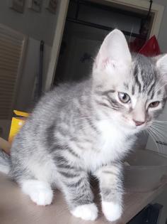 BKH Ragdoll Mix Kitten