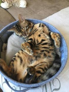 Deckkater Bengal