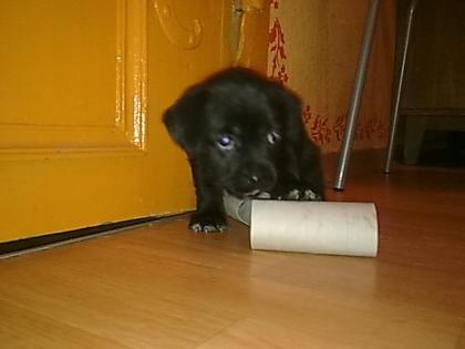 Rüde Hündin Mischlings Hunde Welpen abzugeben.