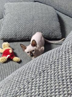 Sphynx Kitten // weiblich