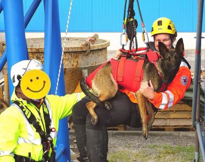 Malinois Welpen mit Ahnentafel