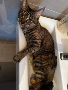 Katze abzugeben