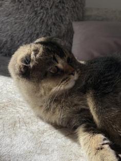Deckkater Yumak