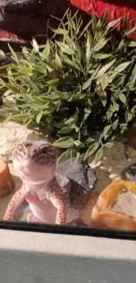 Leopardgecko mit terrarium abzugeben