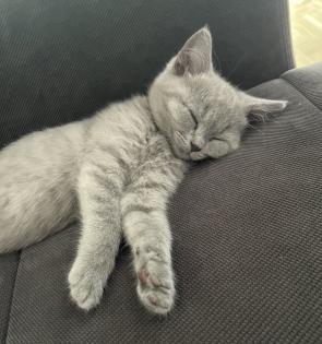 BKH Kitten Blue Katzenbaby grau