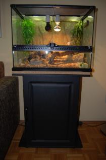 Zwergbartagame weiblich mit Terrarium und Zubehör zu verkaufen