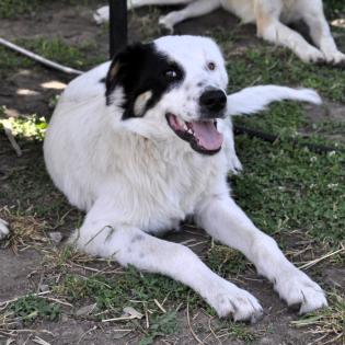 Orestes / Status sucht ein Zuhause