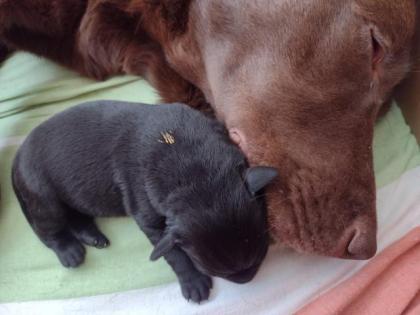 Labrador Retriever Welpen vom Sauboden FCI