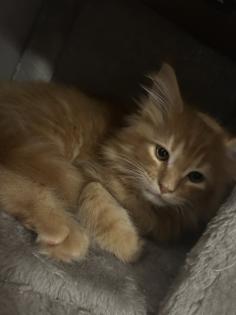 Wundervolle Maine Coon Kitten