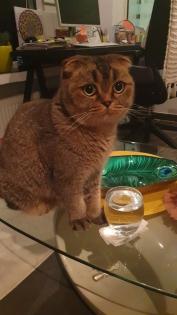 Kastrierter Kater Scottisch Fold 4 Jahre alt