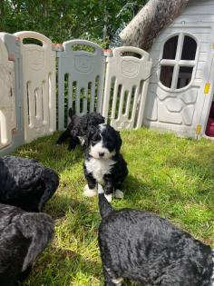 Sheepadoodle Welpen