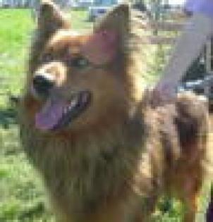 Harzer Fuchs Welpen