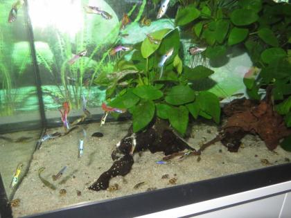 Endler Guppy Japan Blue u. a. Farbformen