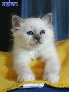 Heilige Birma Babys