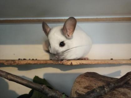 Aktive Chinchilla Oma sucht neues Zuhause