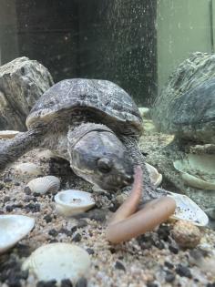 Wasserschildkröte Mississippi Höckerschildkröte