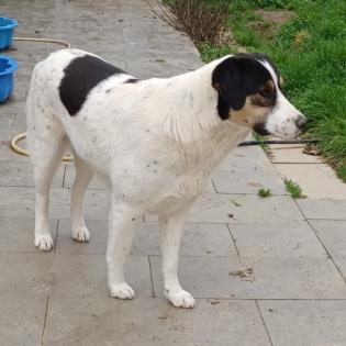 Pina sucht ein Zuhause