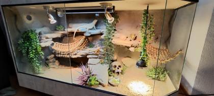 Terrarium mit Bartagamen Päarchen Premium Eigenbau, eyecatcher