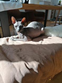 Zwei wunderschöne Sphynx Kater