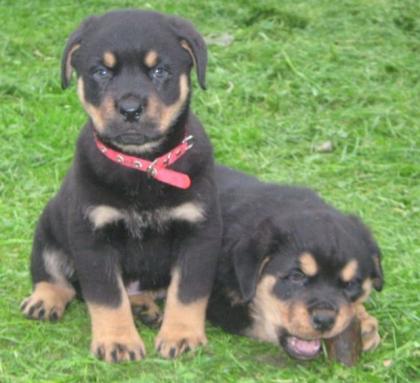 Rottweiler welpen