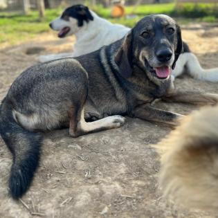 Nala sucht ein Zuhause