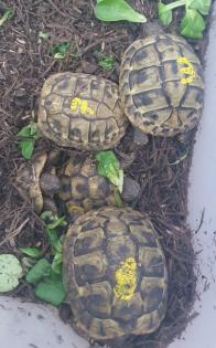 Griechische Landschildkröten NZ 2022