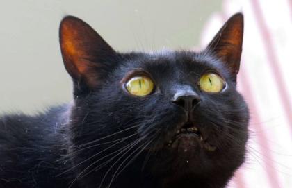 Schwarzer Kater Iven vermisst