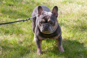 FRENCH HUGO - männlich 4 Jahre 34 cm 14 kg Französische Bulldogge Gechipt Nicht kastriert
