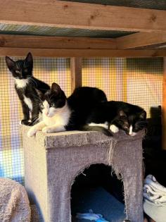 2 Katzenkinder und 4 katzenbabys
