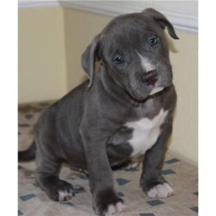 American Pit Bull Welpen Blueline