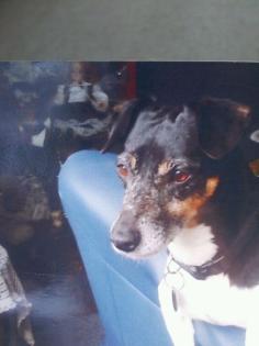Fassungslos . was ist mit unserem Jack russel mix passiert Wo ist er