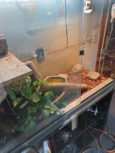 Königspython inklusive voll ausgestattetem Terrarium