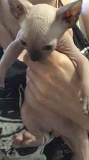 Sphynx-Kitten