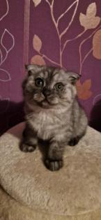 Kitten 3 junge